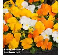 Thompson & Morgan 24 Pansy Daffodil Mixed Plants - Winter Flowering