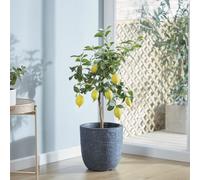 Thompson & Morgan 3 x Citrus Tree Collection 9cm Pot