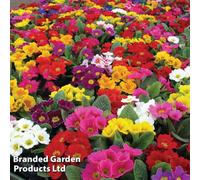 Thompson & Morgan 6 Primrose Giant Flowered Mix Plug Plants - Winter Flowering - Ideal For Borders & Patio Containers