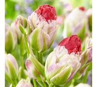 Thompson & Morgan 8X Creamy Pink & Green Multi-Flowering Tulip Bulbs - Bowl-Shaped Blooms