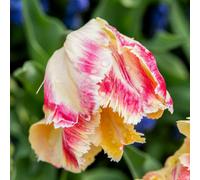 Thompson & Morgan 8X Tulip Blushing Parrot Creamy White Raspberry Ripples Feathered Petals Long-Lasting Cut Flower Bulbs