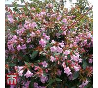Thompson and Morgan Abelia Edward Goucher Plant Pot 3.6L - Size: 150 x 200 x 200cm - Pink - Thompson & Morgan - Wilko