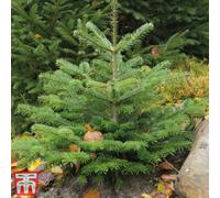 Thompson & Morgan Abies Nordmanniana Fir Tree - 2 Bare Root Plants