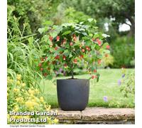Thompson & Morgan Abutilon MegaPotted Plantamicum 3 Litre Potted Plant x 1