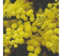 Thompson & Morgan Acacia Dealbata Mimosa Tree - Scented Yellow Pom-Pom Flowers Bee Friendly Evergreen. 2X 4L Potted Plant