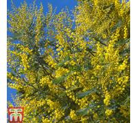 Thompson & Morgan Acacia (Mimosa) Dealbata 9Cm Potted Plant X 2 - Evergreen Shrub - Spring Colour