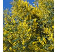 Thompson & Morgan Acacia (Mimosa) Dealbata 9Cm Potted Plant X 3 - Evergreen Shrub - Spring Colour
