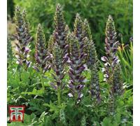 Thompson & Morgan Acanthus Mollis 9Cm Potted Plant X 2