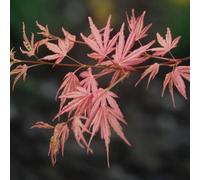 Thompson & Morgan Acer Japanese Jewel Palmatum Taylor 3 Litre Potted Plant X 2