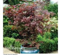 Thompson & Morgan Acer Palmatum Atropurpureum 7Cm Potted Plant X 3