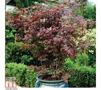 Thompson & Morgan Acer Palmatum Atropurpureum 7Cm Potted Plants X 4 + Planter Sabina Dark Grey (Antraciet) 32Cm Potted Plants X 4