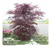 Thompson & Morgan Acer Palmatum Black Lace 3 Litre Potted Plant X 1