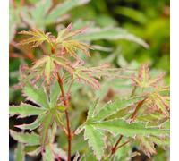 Thompson & Morgan Acer Palmatum Butterfly 10.5cm Potted Plant x 1, Green
