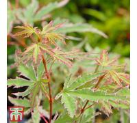 Thompson & Morgan Acer Palmatum Butterfly 3 Litre Potted Plant X 1