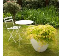 Thompson & Morgan Acer Palmatum Cascade Gold Japanese Maple - Compact Weeping Stunning Foliage For Gardens & Containers. 1X 3L Potted Plant.