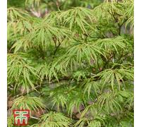 Thompson & Morgan Acer Palmatum Emerald Lace 9Cm Pot X 2
