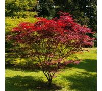 Thompson & Morgan Acer Palmatum Emerald Lace 9Cm Potted Plant X 3