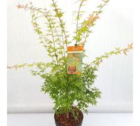 Thompson & Morgan Acer Palmatum Festival 3 Litre Potted Plant X 1