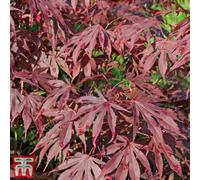 Thompson & Morgan Acer Palmatum Japanese Maple - 9Cm Potted Plant X 1