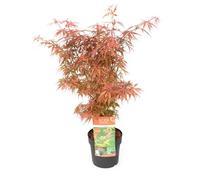Thompson & Morgan Acer Palmatum Jerre Schwartz 3 Litre Potted Plant X 1