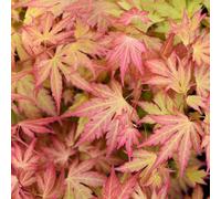 Thompson & Morgan Acer Palmatum Orange Beauty (Dream) 10.5Cm Pot X 1