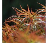 Thompson & Morgan Acer Palmatum Orange Lace 3 Litre Potted Plant X 1