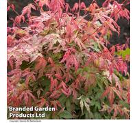 Thompson & Morgan Acer Palmatum Phoenix 9Cm Pot X 1