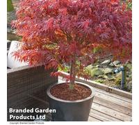 Thompson & Morgan Acer Palmatum Plant Peve Dave 3 Litre Potted Plant X 1