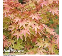 Thompson & Morgan Acer palmatum Sango-kaku 10.5cm Potted Plant x 1