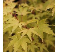 Thompson & Morgan Acer Palmatum Sango-Kaku 3 Litre Potted Plant X 1