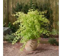 Thompson & Morgan Acer Palmatum Summer Gold Japanese Maple Golden Foliage Compact Tree Ideal For Pots/small Gardens. 1X 3L Pot.