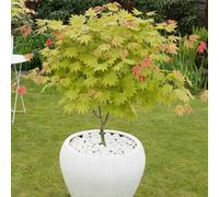 Thompson & Morgan Acer Shirasawanum Moonrise 3 Litre Potted Plant X 1