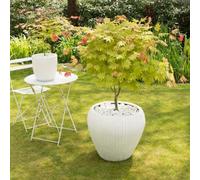 Thompson & Morgan Acer Shirasawanum Moonrise 3 Litre Potted Plant X 2