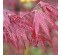 Thompson & Morgan Acer Starfish 3 Litre Potted Plant X 2