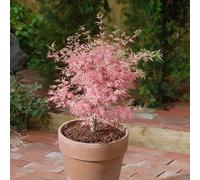 Thompson & Morgan Acer Taylor 3 Litre Pot x 1