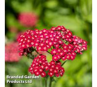 Thompson & Morgan Achillea Cerise Queen 24 Plug Plants