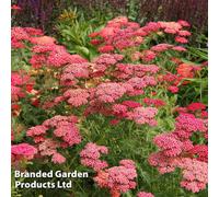 Thompson & Morgan Achillea Millefolium Cerise Queen 1 Litre Potted Plant X 1