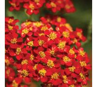 Thompson & Morgan Achillea Millefolium Cerise Queen 1 Litre Potted Plant X 2
