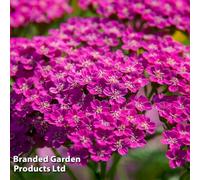 Thompson & Morgan Achillea Millefolium Lilac Beauty 1 Litre Potted Plants X 2