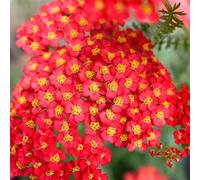 Thompson & Morgan Achillea Millefolium Paprika 3 Litre Potted Plant X 1