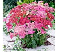 Thompson & Morgan Achillea Millefolium Summer Pastels 1 Litre Potted Plant X 2