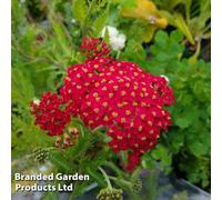Thompson & Morgan Achillea Millefolium The Beacon 1 Litre Potted Plants X 1