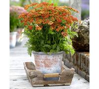 Thompson & Morgan Achillea Milly Rock Red 2 Litre Pot X 1
