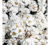 Thompson & Morgan Achillea Ptarmica The Pearl 1 Litre Potted Plants X 2