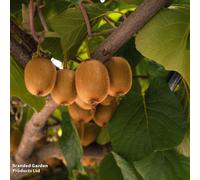 Thompson & Morgan Actinidia (Kiwi) Chinensis Atlas 15Cm Pot X 1