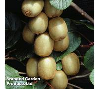 Thompson & Morgan Actinidia (Kiwi) Deliciosa Hayward 15Cm Potted Plant X 1