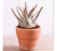 Thompson & Morgan Adenium Baobab Miniature Desert Rose Drought-Tolerant Easy-Care Succulent Tree 15Cm Pot X 2