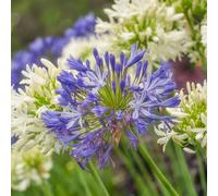 Thompson & Morgan Agapanthus 6 Blue & White Collection