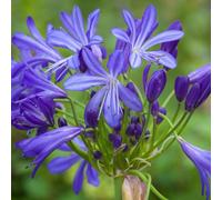 Thompson & Morgan Agapanthus African Skies 9Cm Potted Plant X 2
