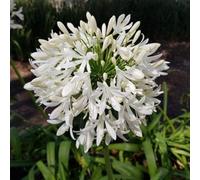 Thompson & Morgan Agapanthus Arctic Star 1 Litre Potted Plant X 1